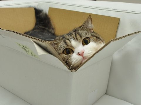 Cat in small on sale box