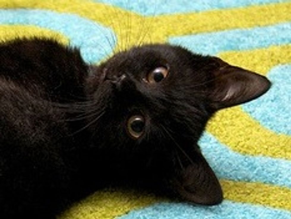 Midnight the Rescue Looking for a Forever Home