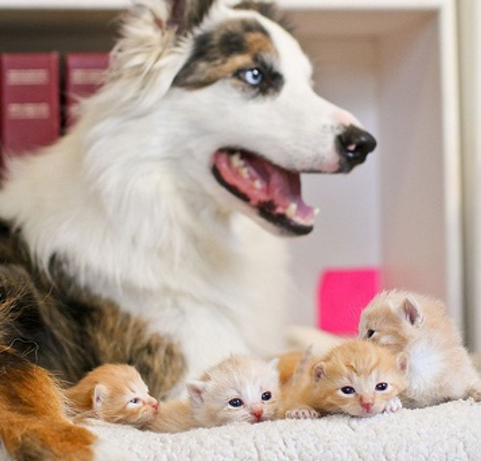 Kittens and Their Canine Babysitters
