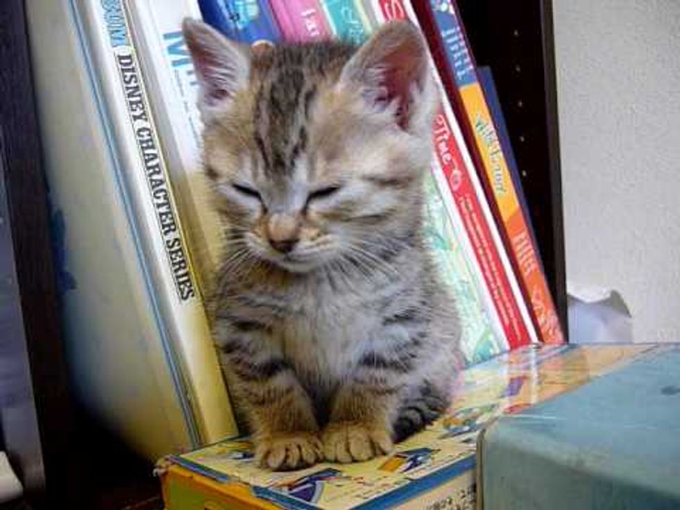 Wobbly Sleepy Kitty