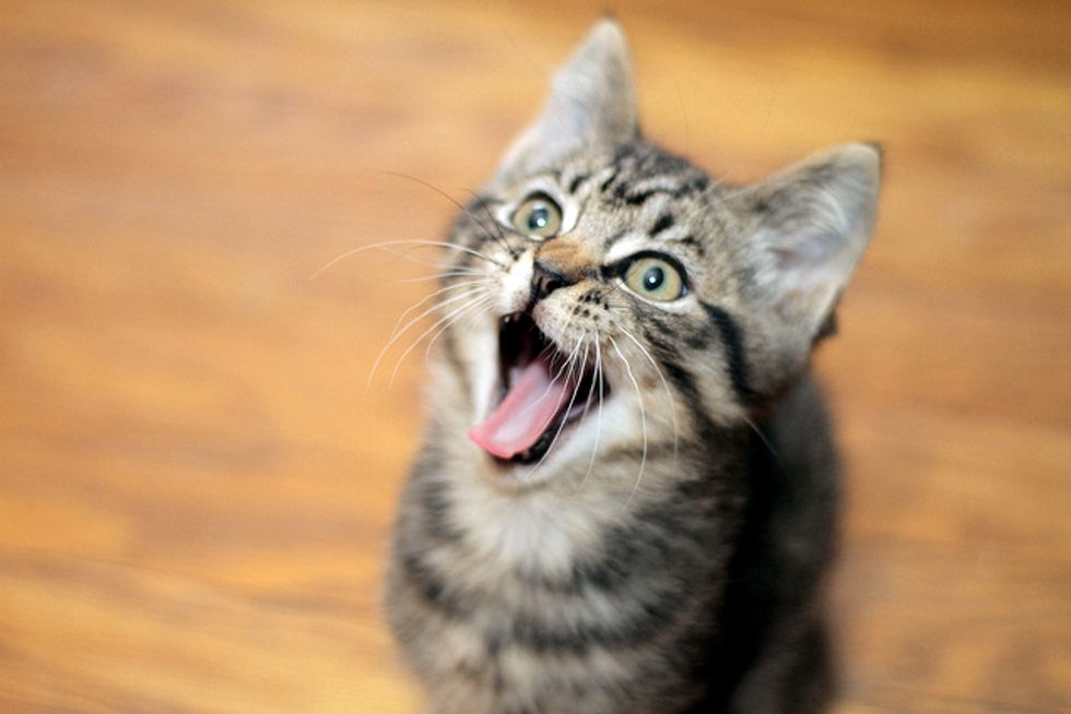 5 Fuzzballs Waiting to Find New Homes