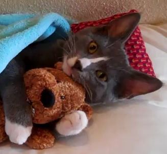 cat cuddling teddy bear