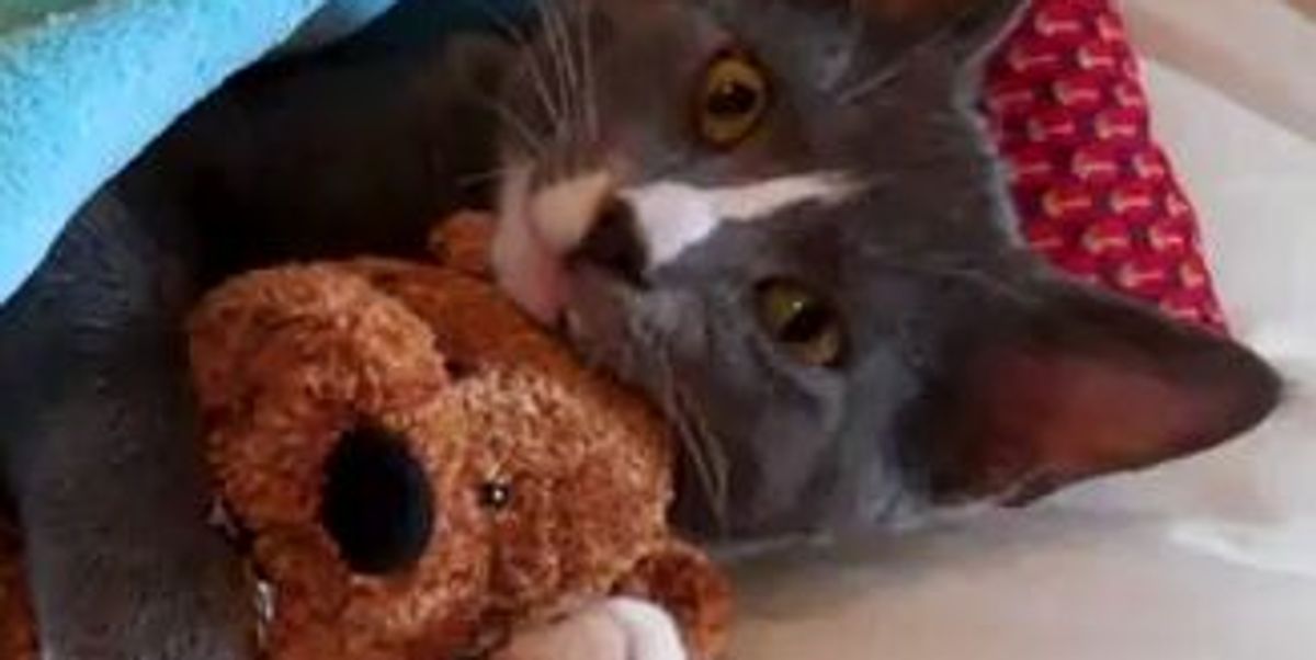 teddy bear and cat