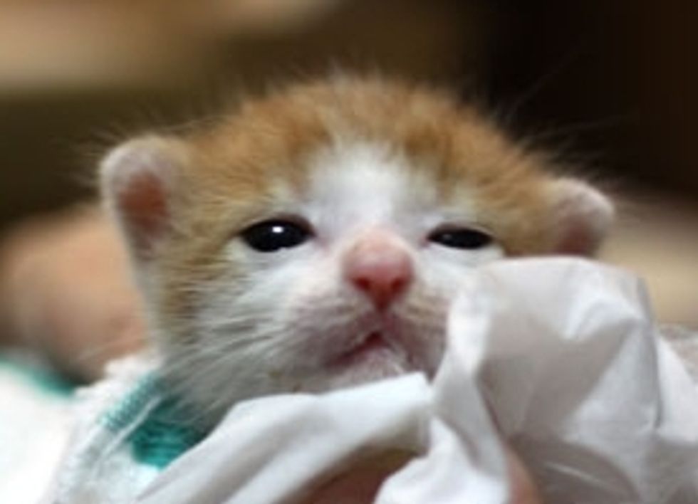 Four Kittens Rescued from a Paper Bag and Found Hope