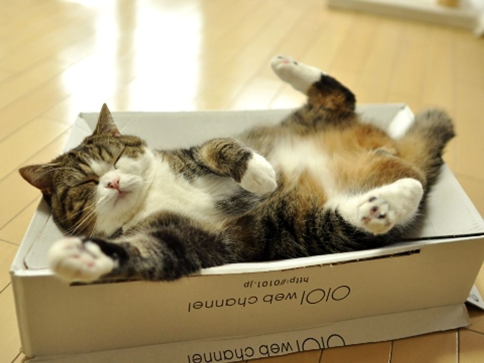 Maru Guarding His Box from Invaders