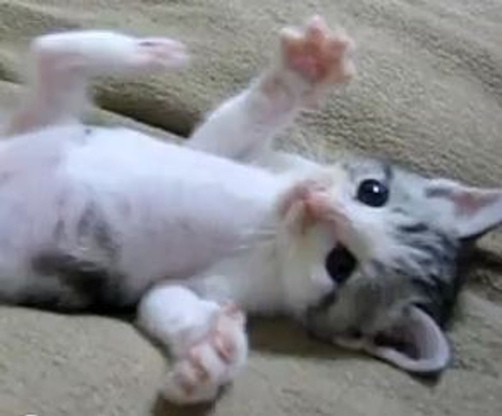 Cute Kitten Showing off Big Belly