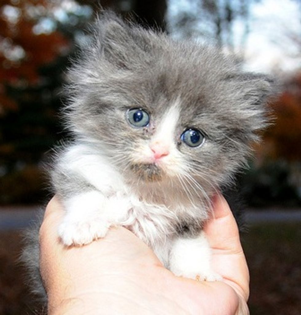 Two Kittens Waiting to Find Their Forever Home