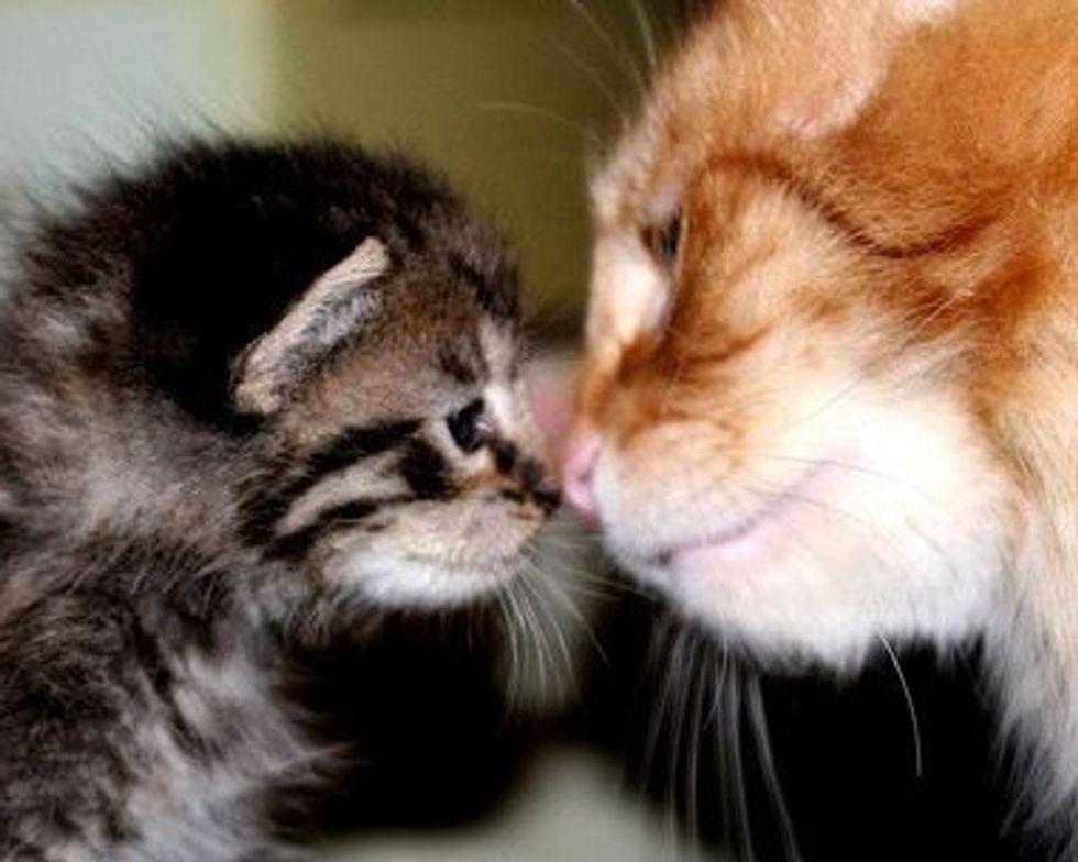Exchange Nose Kisses