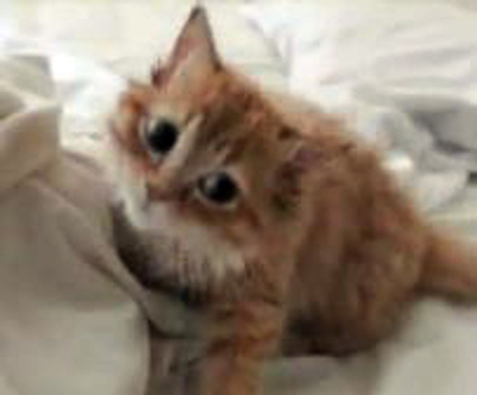 Kitten vs Duvet