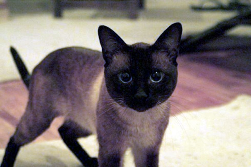 Results of November Cat/Kitten of the Month