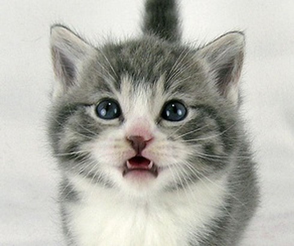 2 Cats and 3 Kittens Found New Loving Home
