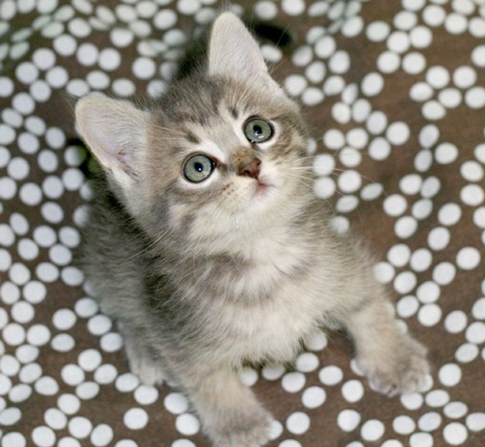Baby the Little Grey Rescue