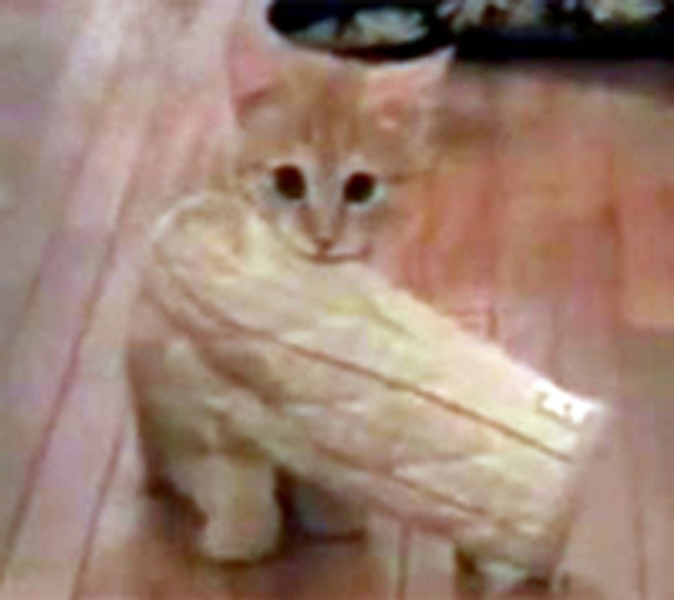 Kitten Fetches Oven Mitt