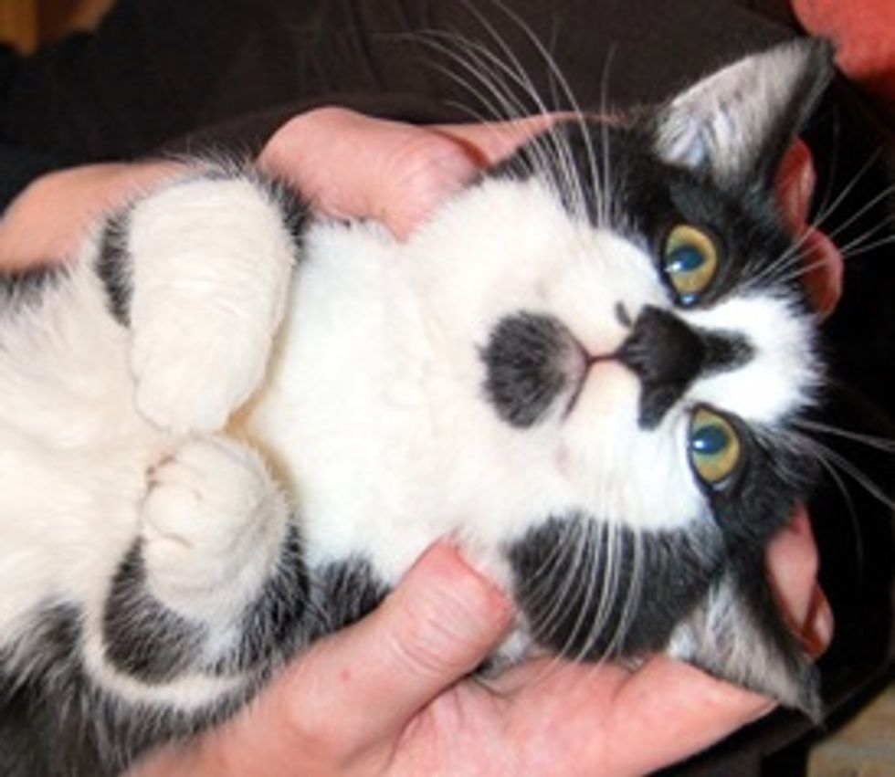 Juniper: World's Most Laid-Back Kitten