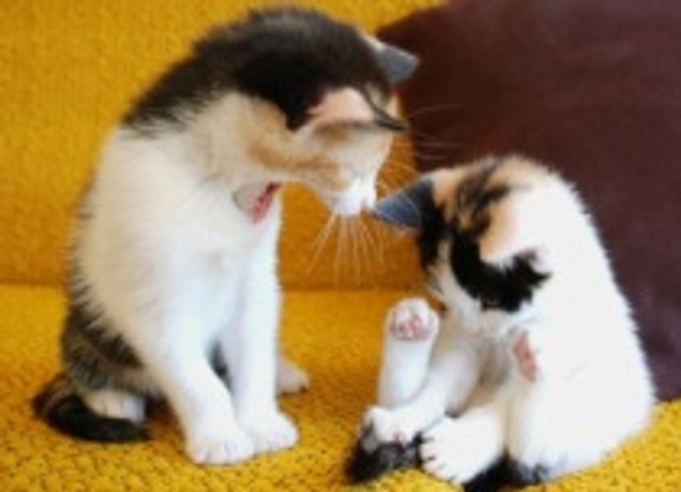 Coco and Peanut: Sweet Calico Sisters