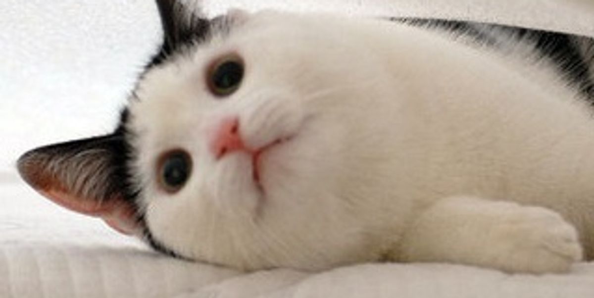 Jack the Cat Quite the Character Love Meow