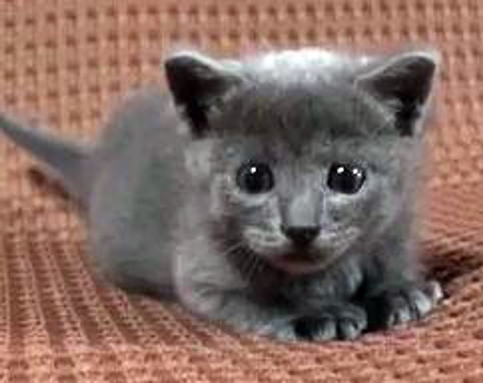 Kitten Meets Big Hand