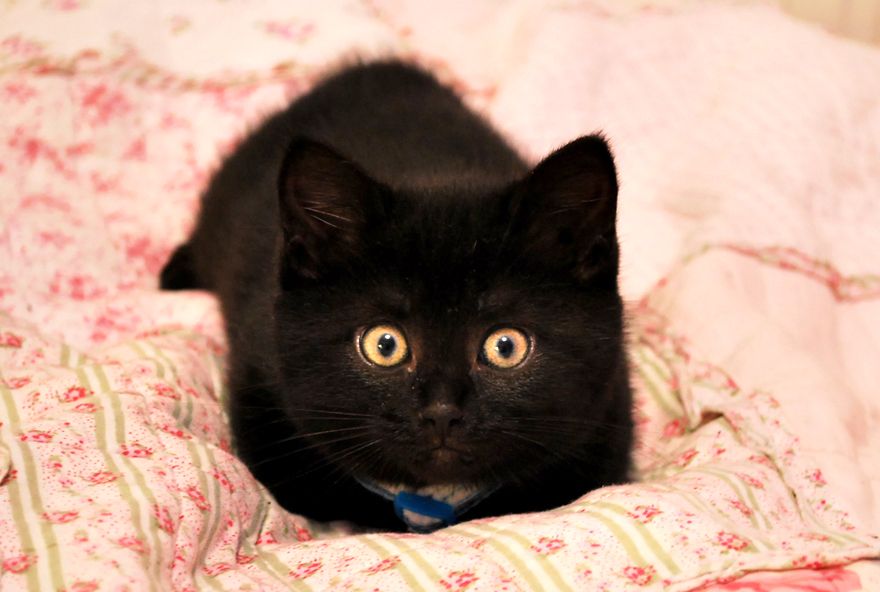 Little black cat with yellow best sale green eyes