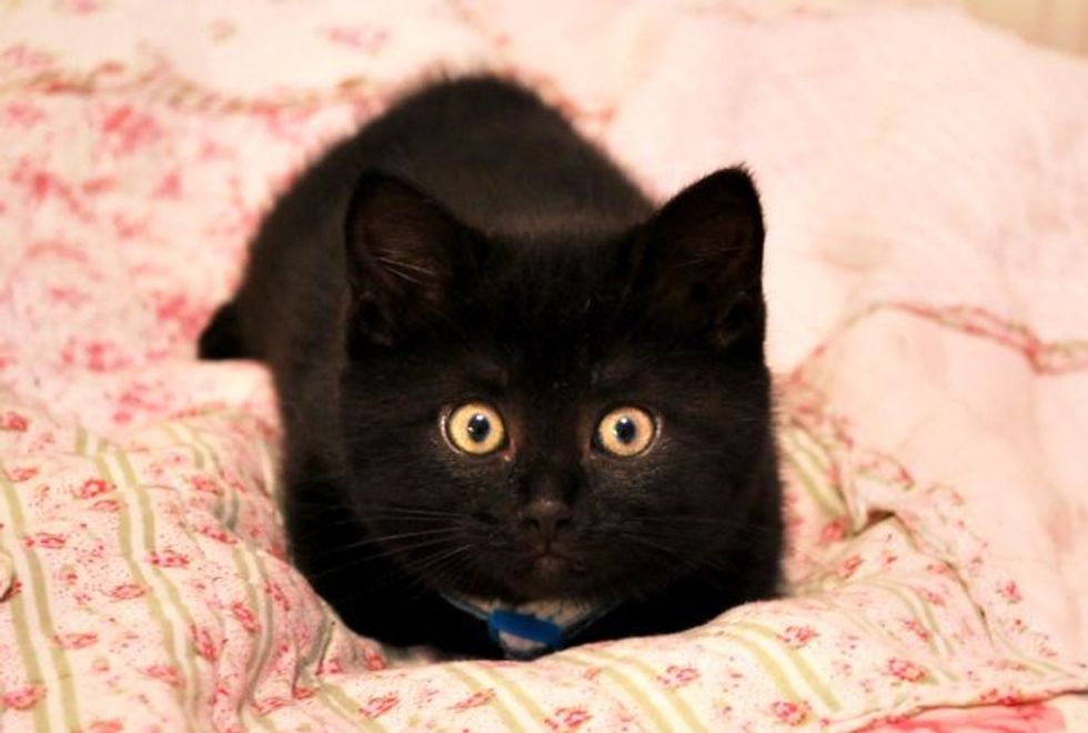 Pictures Of Baby Black Kittens - Cute Black Kittens Kittens Photo ...