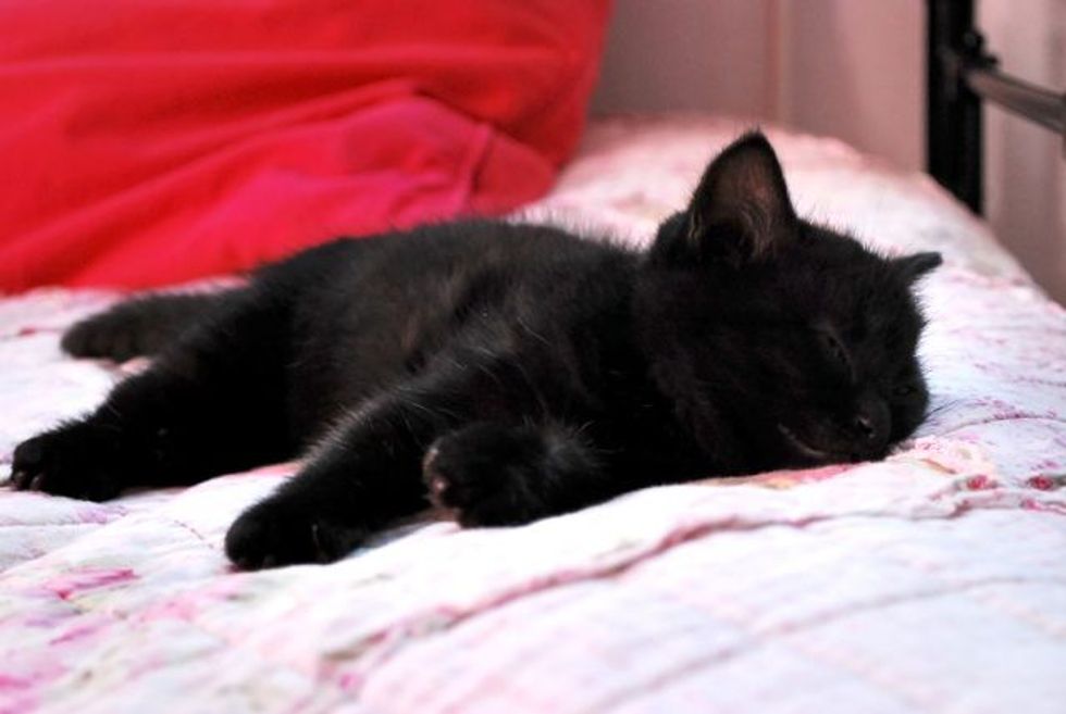 Kiwi the Little Fuzzy Black Baby - Love Meow