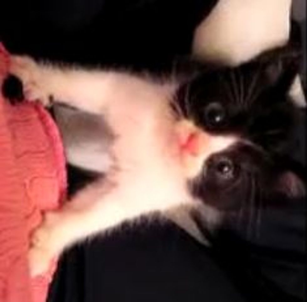 Kitty with Mittens Catches Big Hand