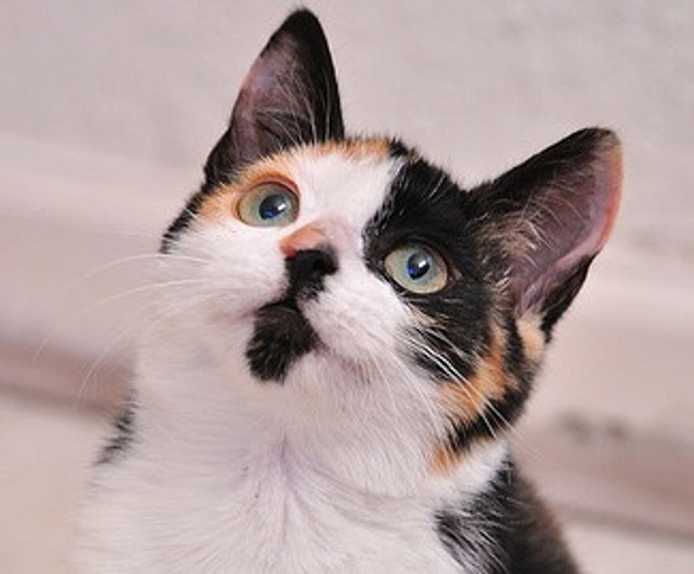 Flirt the Calico Born Feral but a Love Bug at Heart