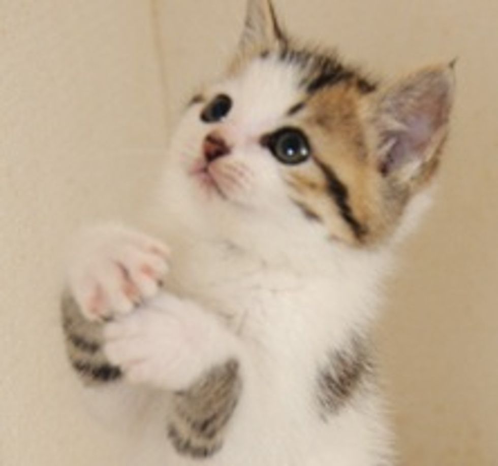 Kitten Goes Crazy Over Jingly Toy