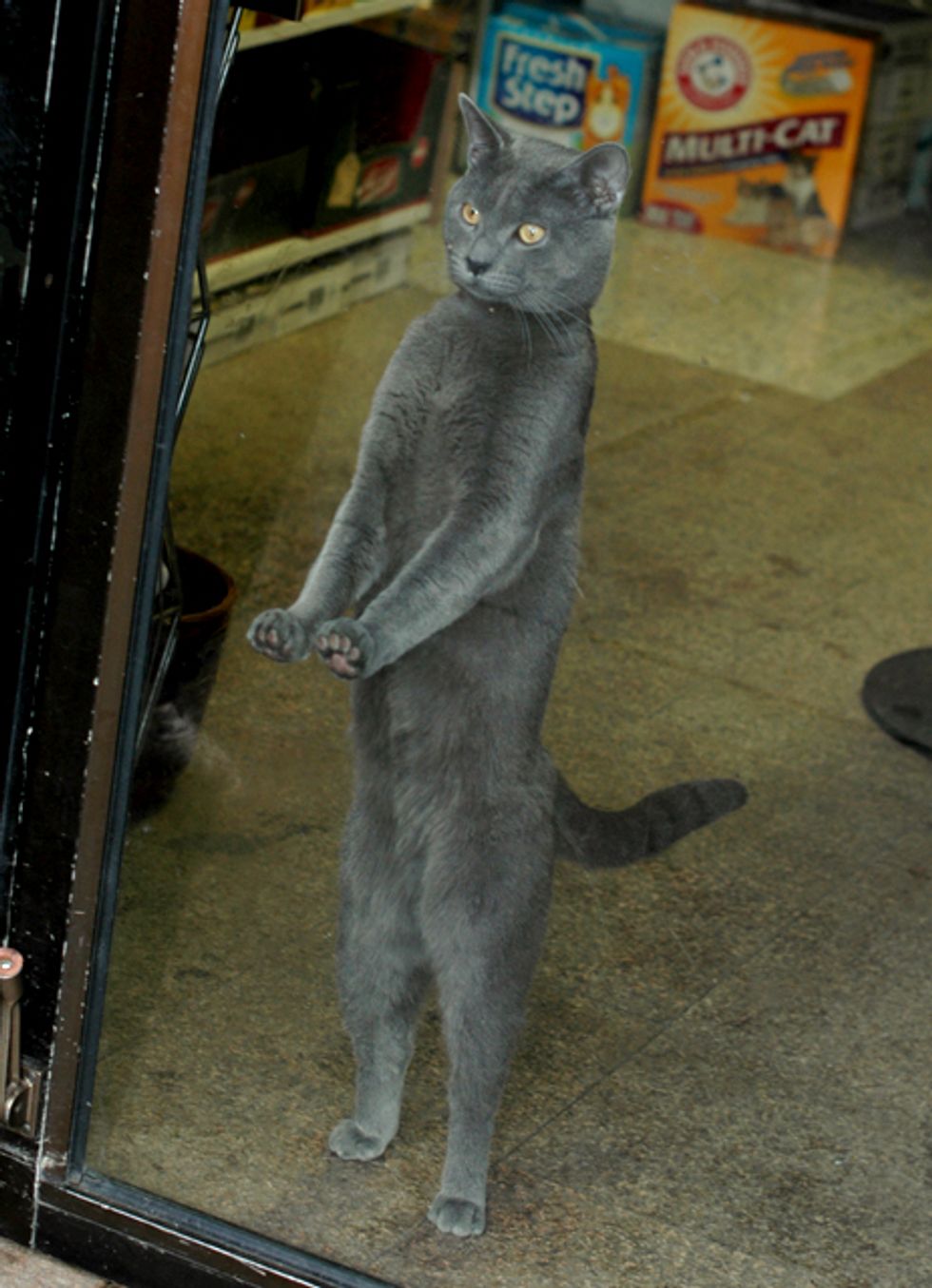 Mickey the Foster Cat Running the Store