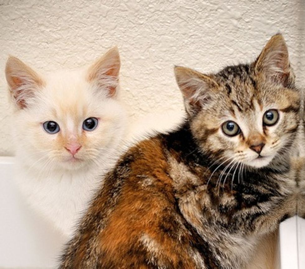 A TNR Story of 2 Little Feral Kittens