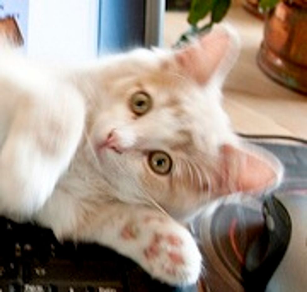 Kaos the Little Monkey Cat