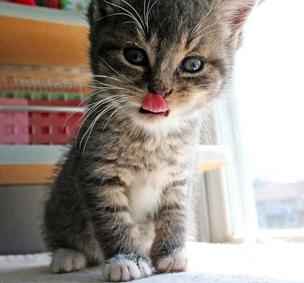 Mattie the Fuzzy Little Foster Kitty
