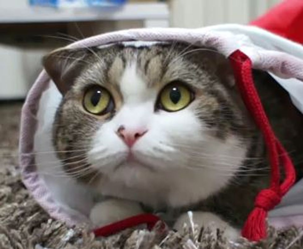 Maru and His Christmas Stocking