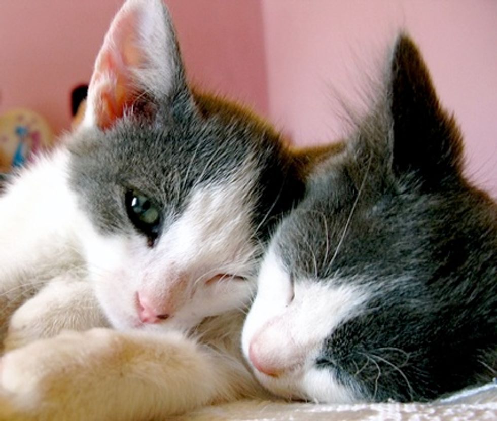 Stefanos and Vackis, Two Rescued Brothers