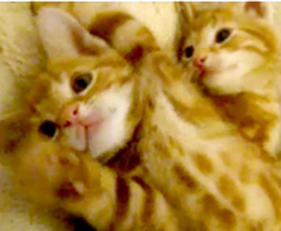 Happy Purry Little Foster Kitties