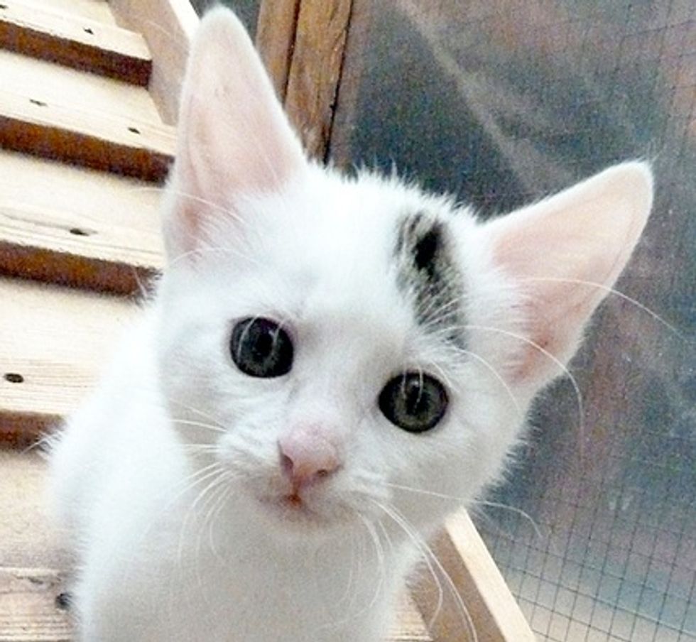 Sylvia, Rescue Kitten and Her Four Moms