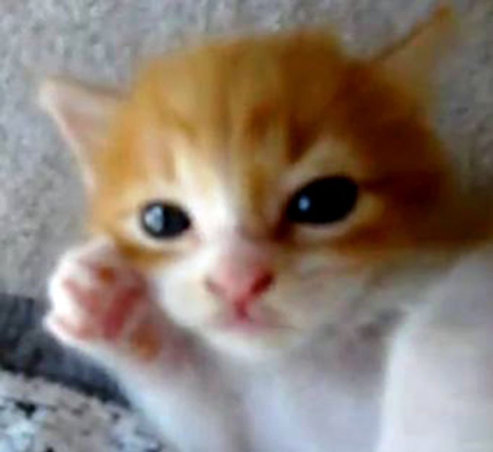 Cute Little Dreamy Kitten