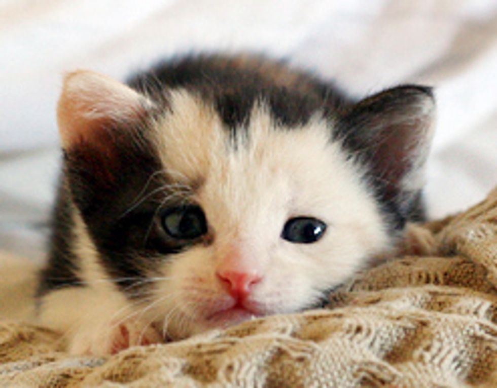 Kitten with an Angelic Face