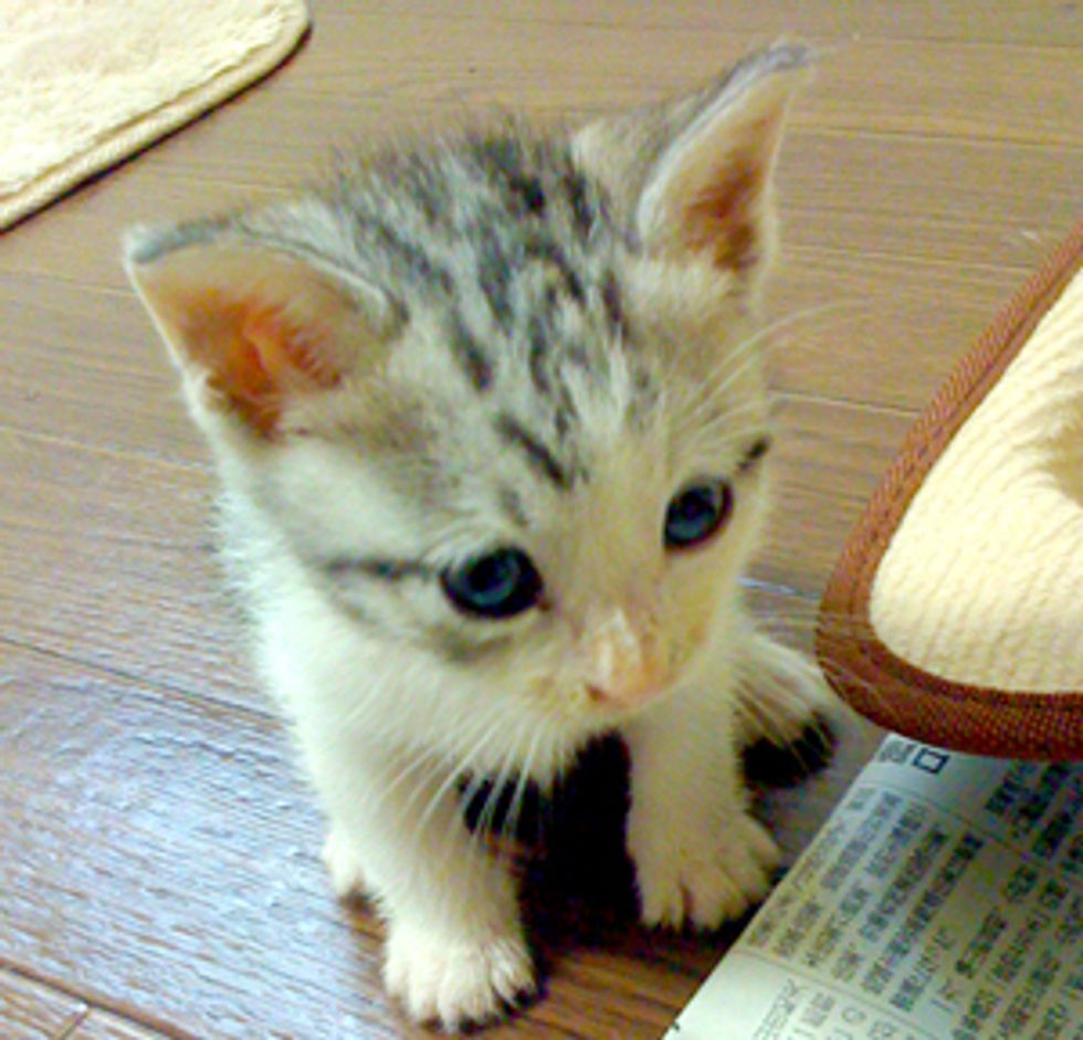 Feisty Kitten Fights Foot Monsters