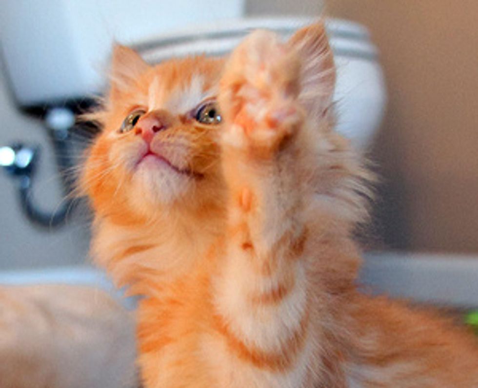 Fuzzy Fosters Found Homes