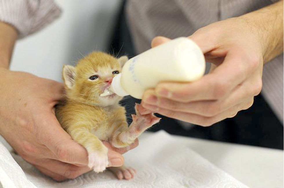 one-day-old-kitten-was-given-a-brand-new-life-love-meow