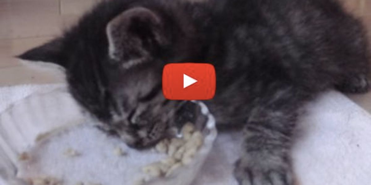 Kitten Falls Asleep While Eating - Love Meow