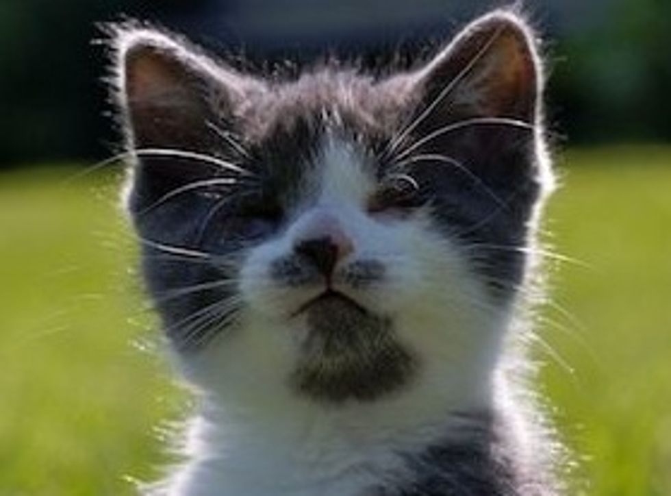20 Amazing Stories of Rescued Cats from 2010
