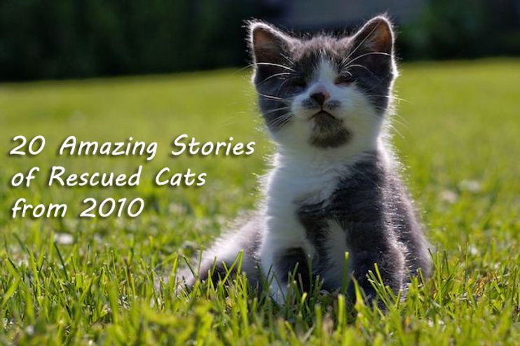 Continuamos a cuidar dos Gatinhos, cat rescue story. 