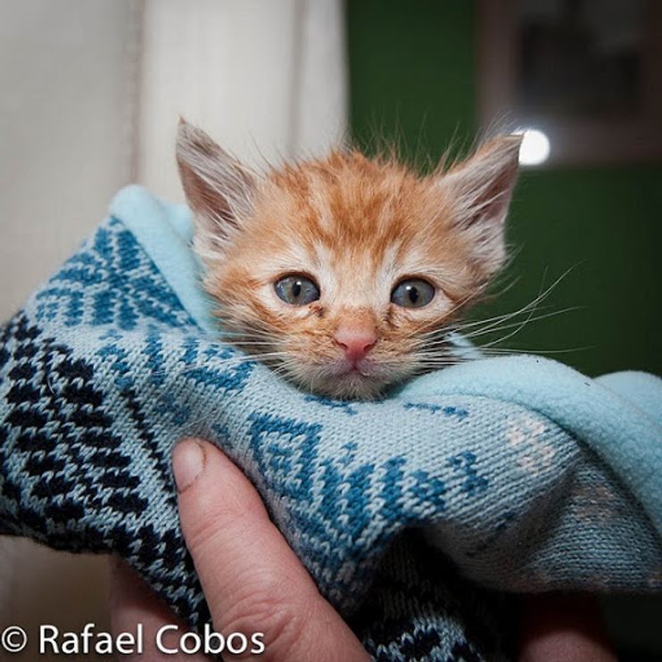 Continuamos a cuidar dos Gatinhos, cat rescue story. 