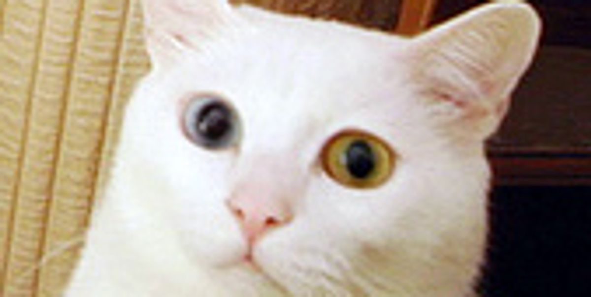 White the Beautiful Deaf Kitty Love Meow