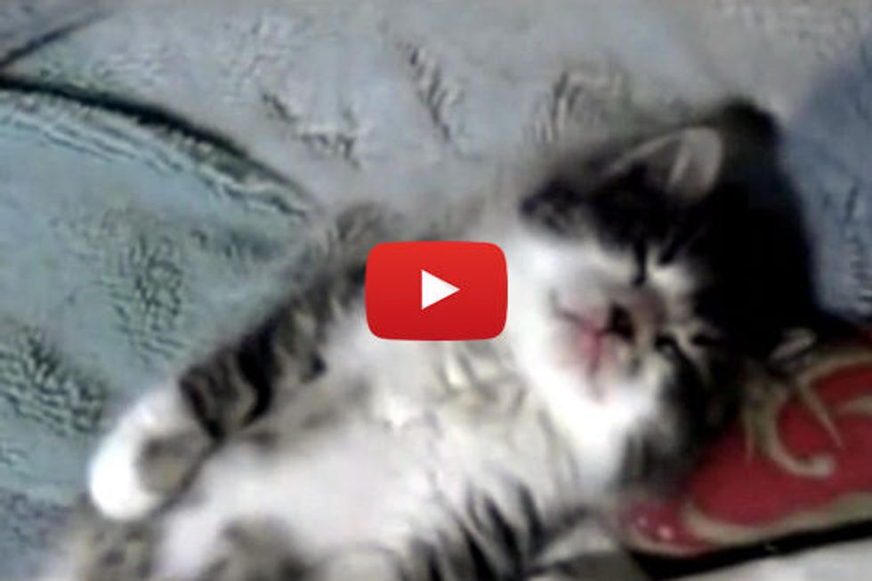 Sweepy Kitty