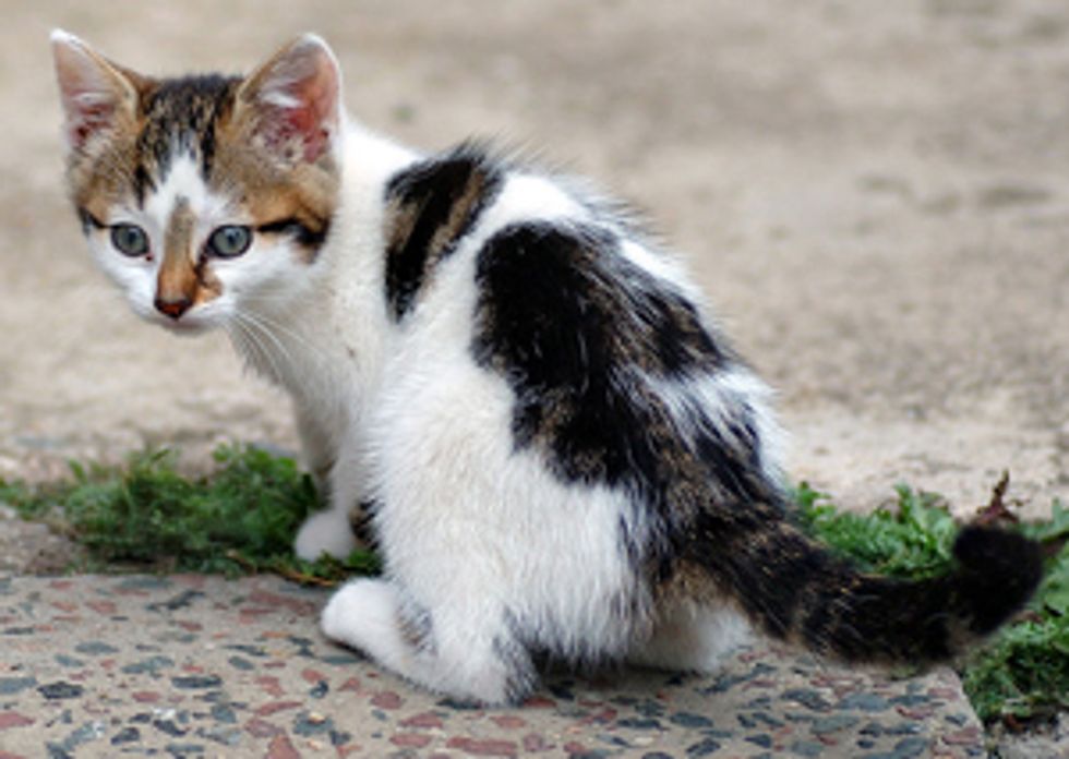 Why Is It Better to Adopt a Cat from the Shelter?