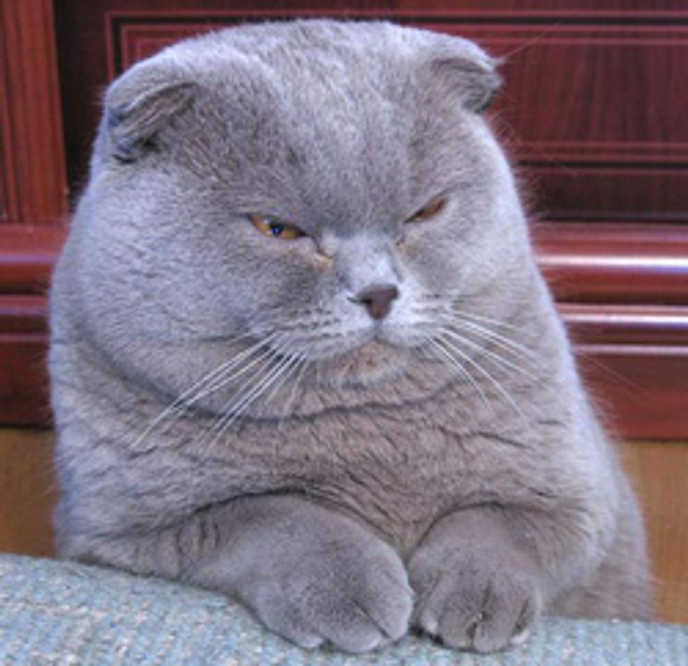 "Cats Do Control Humans, Study Finds"