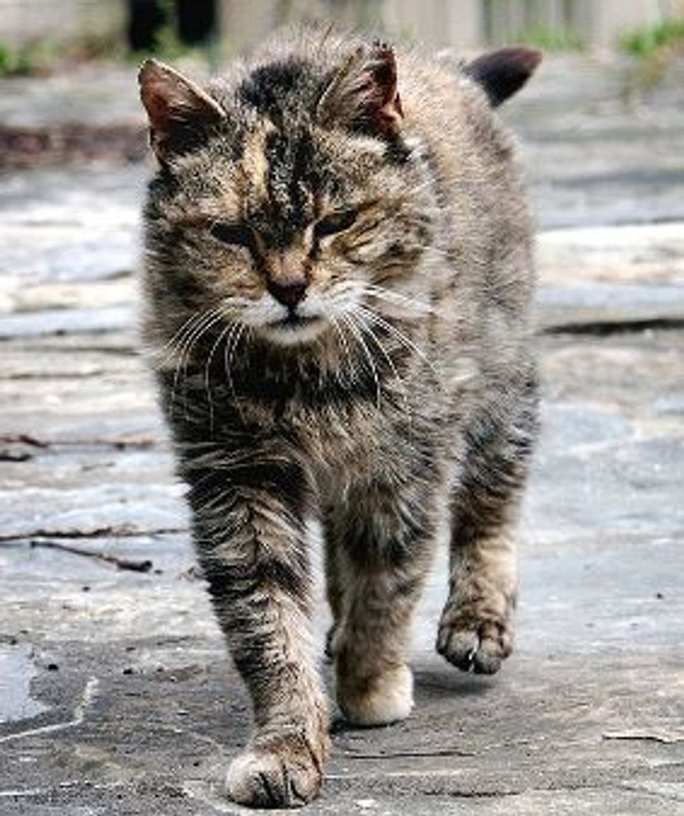 “Church Agrees to Allow Feeding of Feral Cats”