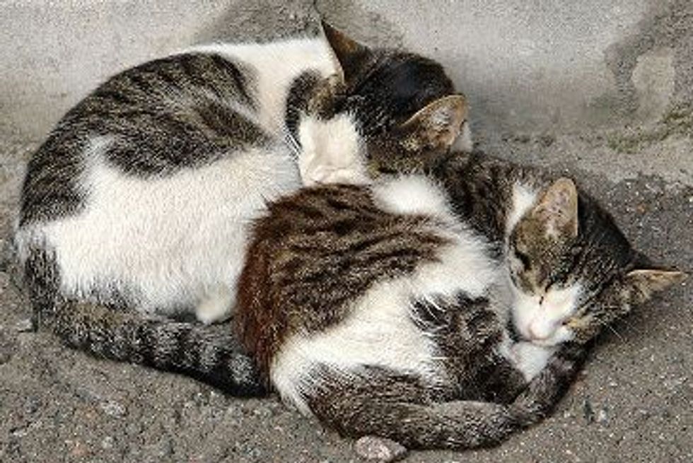 7 Homeless Cats Need Your Help!
